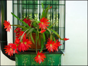 Read more about the article Cactus blooming season