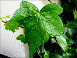 Read more about the article Agua es vida! – Water is life!”