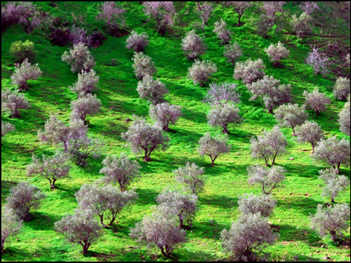 Read more about the article Almond Trees