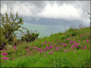Read more about the article Andalusia’s Wild Orchids