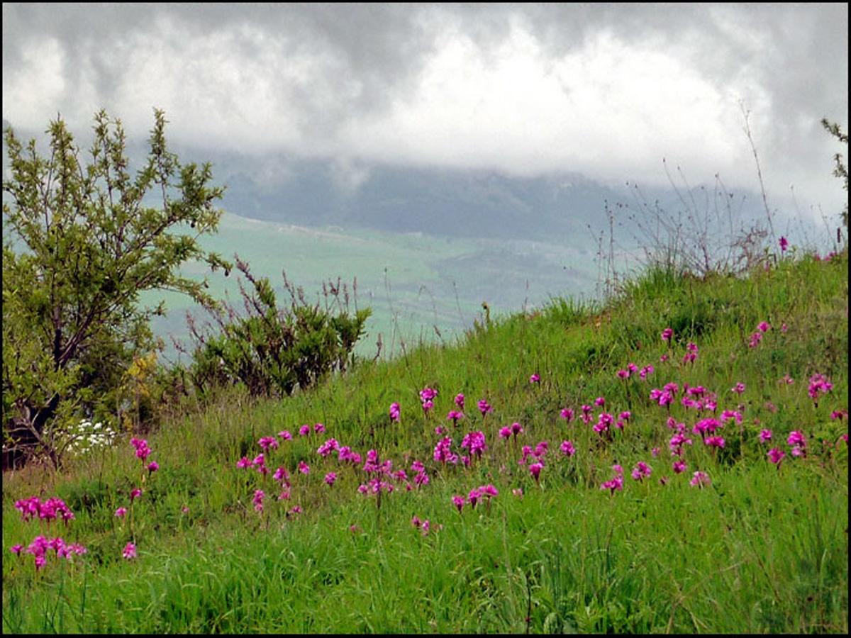 Read more about the article Andalusia’s Wild Orchids