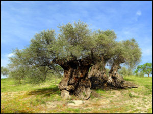 Read more about the article Spanish Olive Oil, Interesting Facts