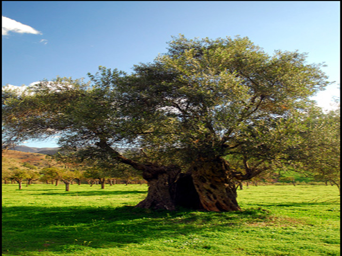Read more about the article The Olive Tree – the soul of Spain and its people